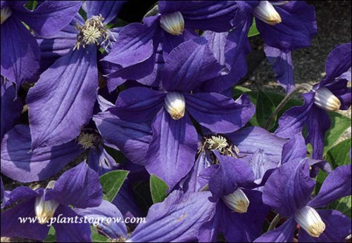 Clematis Durand (Clematis x durandii)
non-climbing, 3-6', single semi-nodding indigo blue single flowers, zone 4-9
(C.integrifolia x C. Jackmanii, 1874, Durand Feres of France)